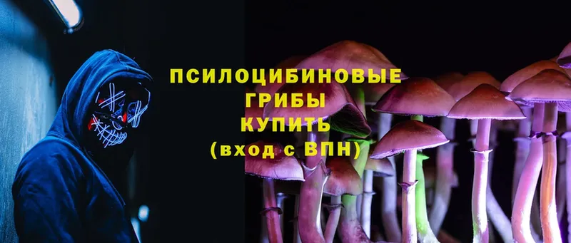 Псилоцибиновые грибы Psilocybe  Кинешма 